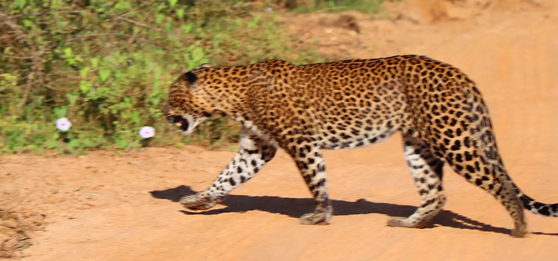 Leopard Strolling