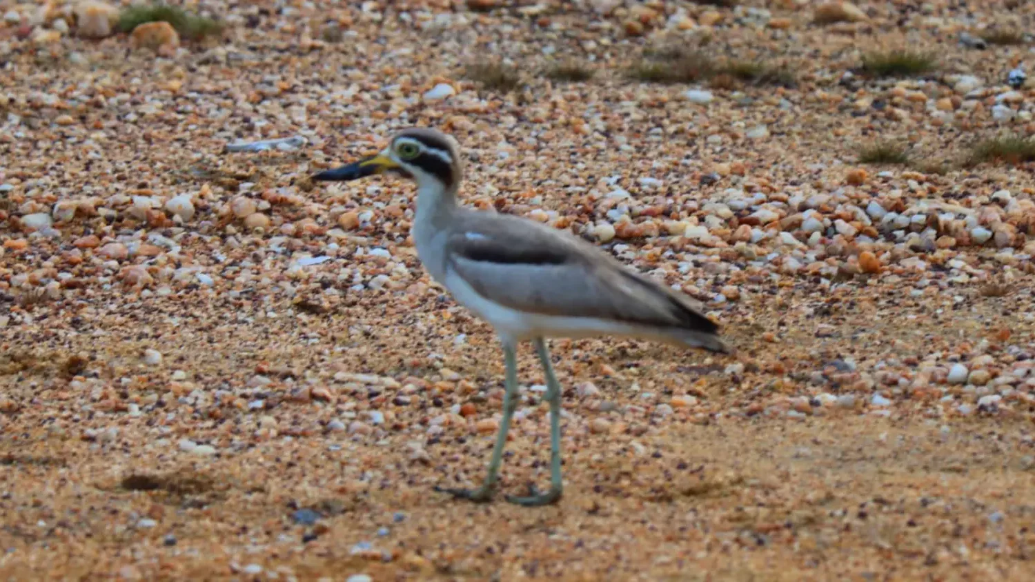 Curlew