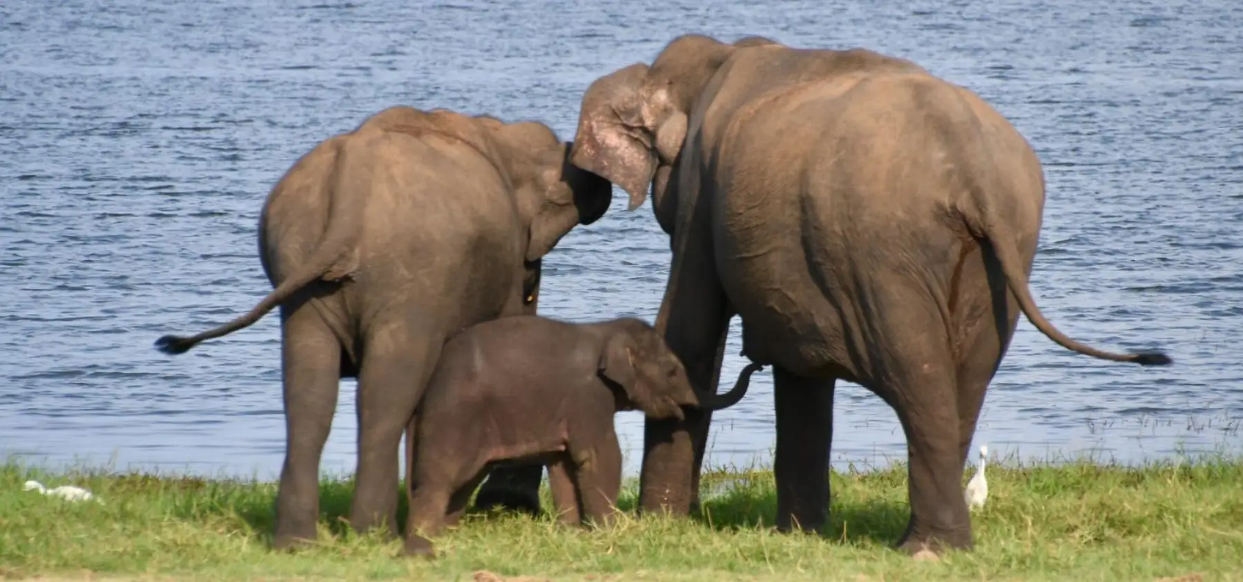 Elephant Family