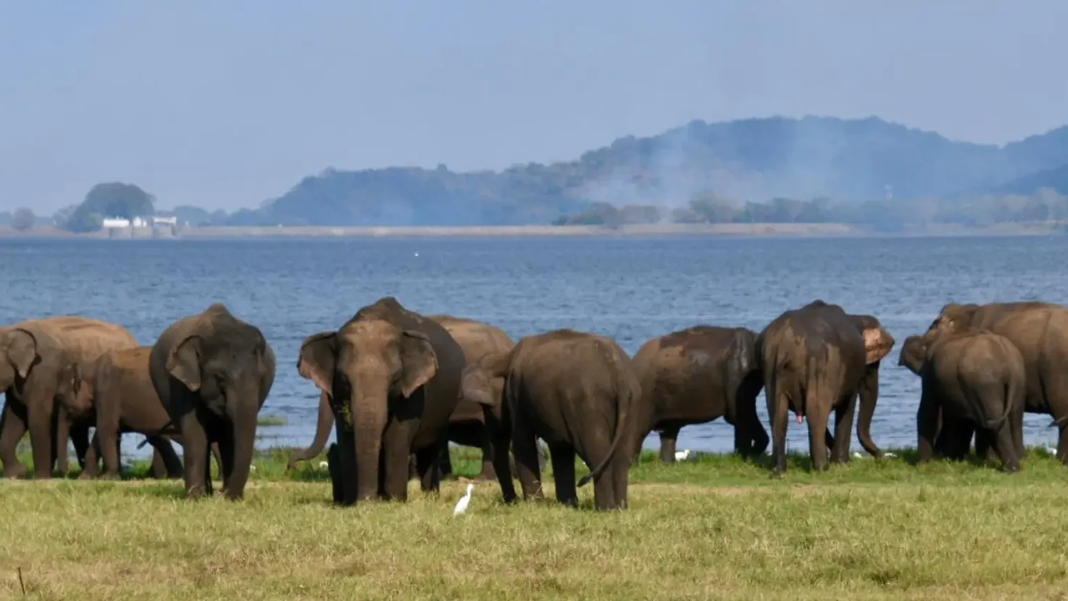 Elephant Herd