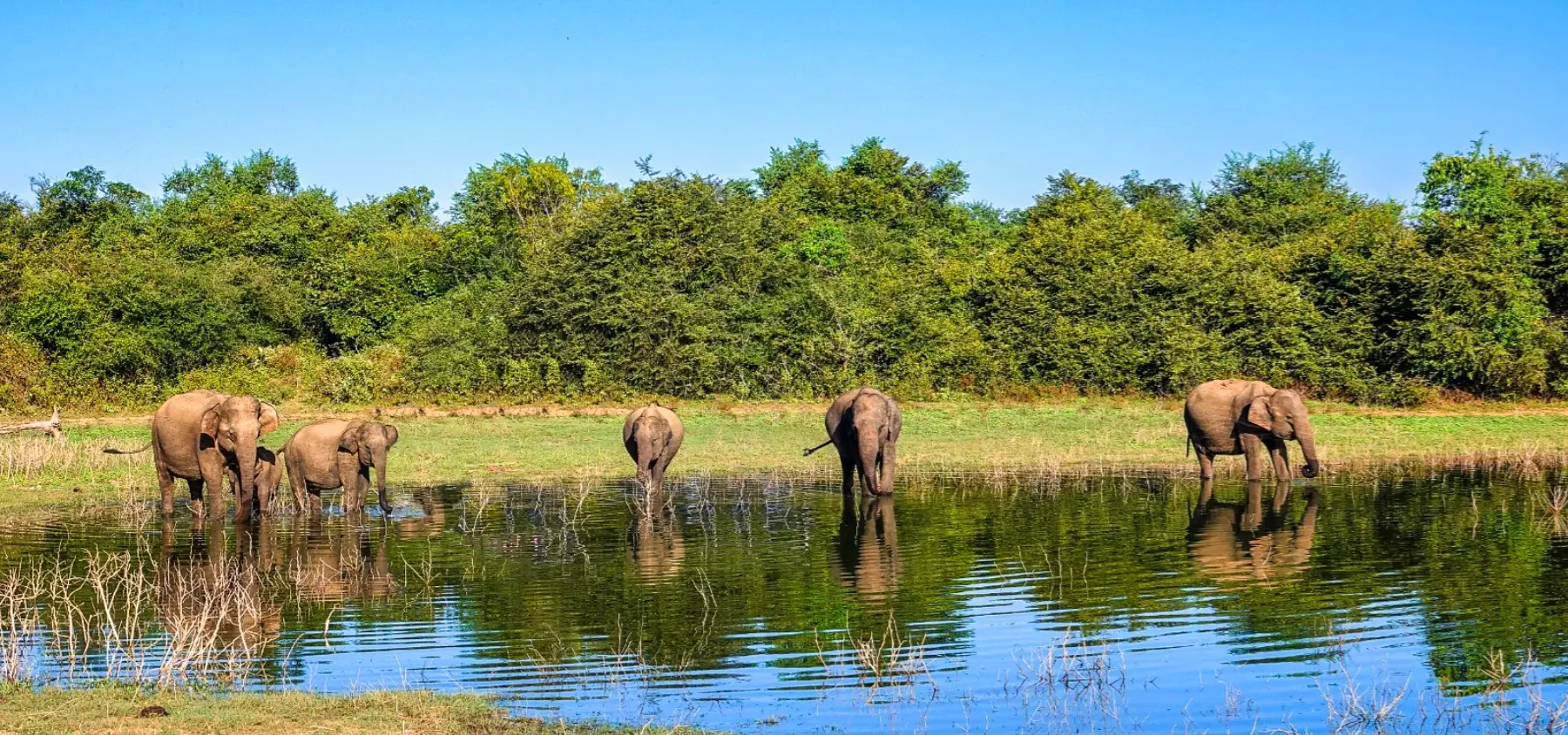 Elephant Herd