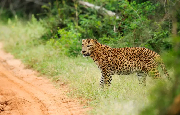 Leopard in Yala