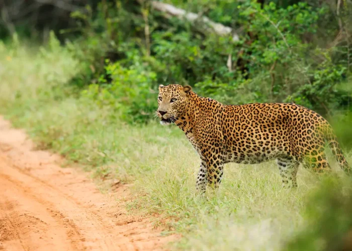 Leopard in Yala