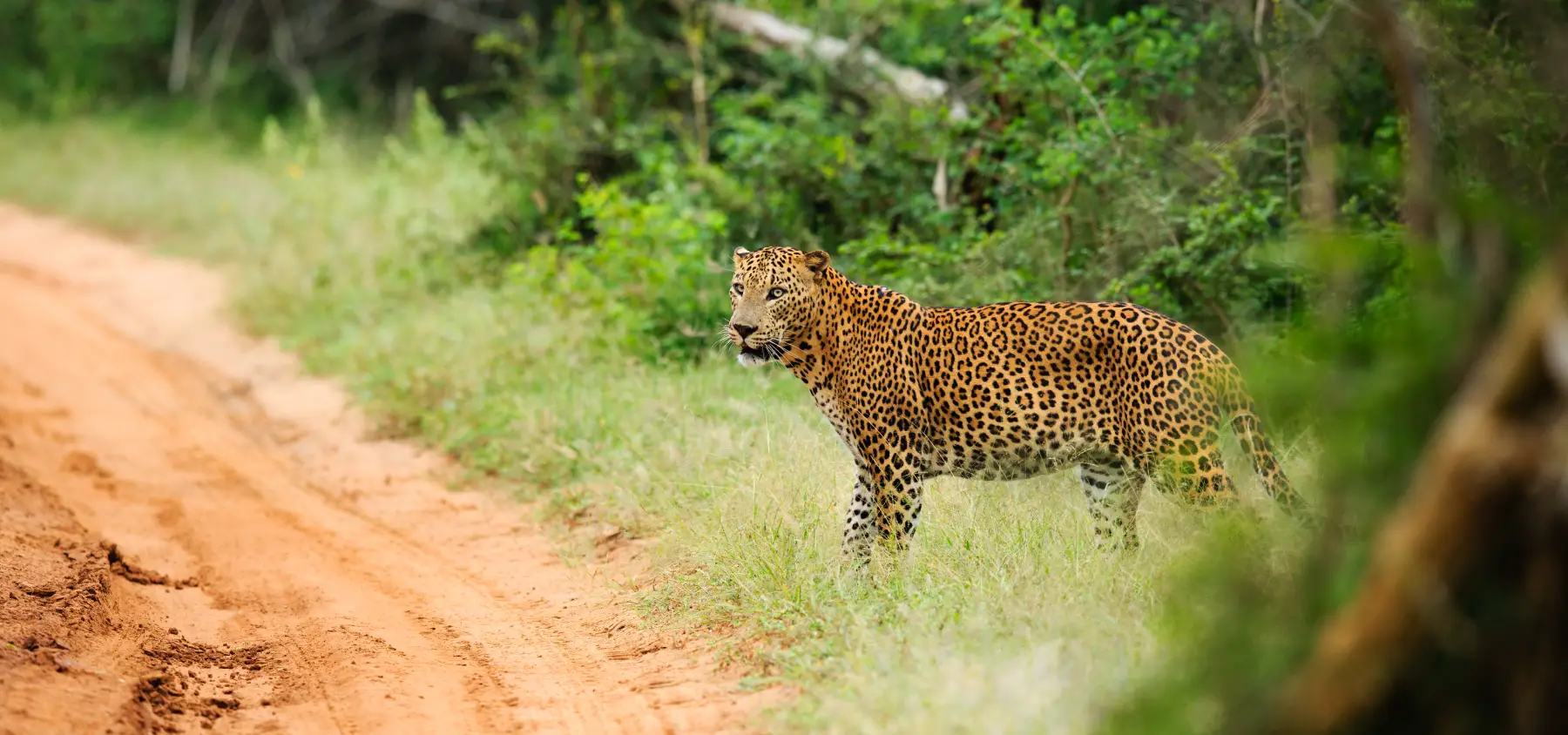 Leopard in Yala