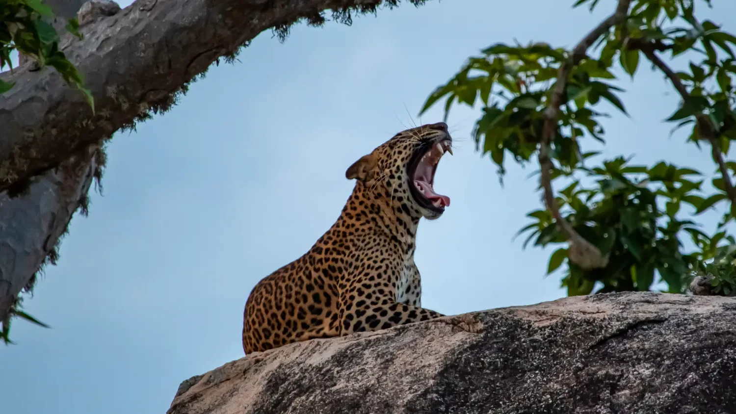 Leopard on a rock