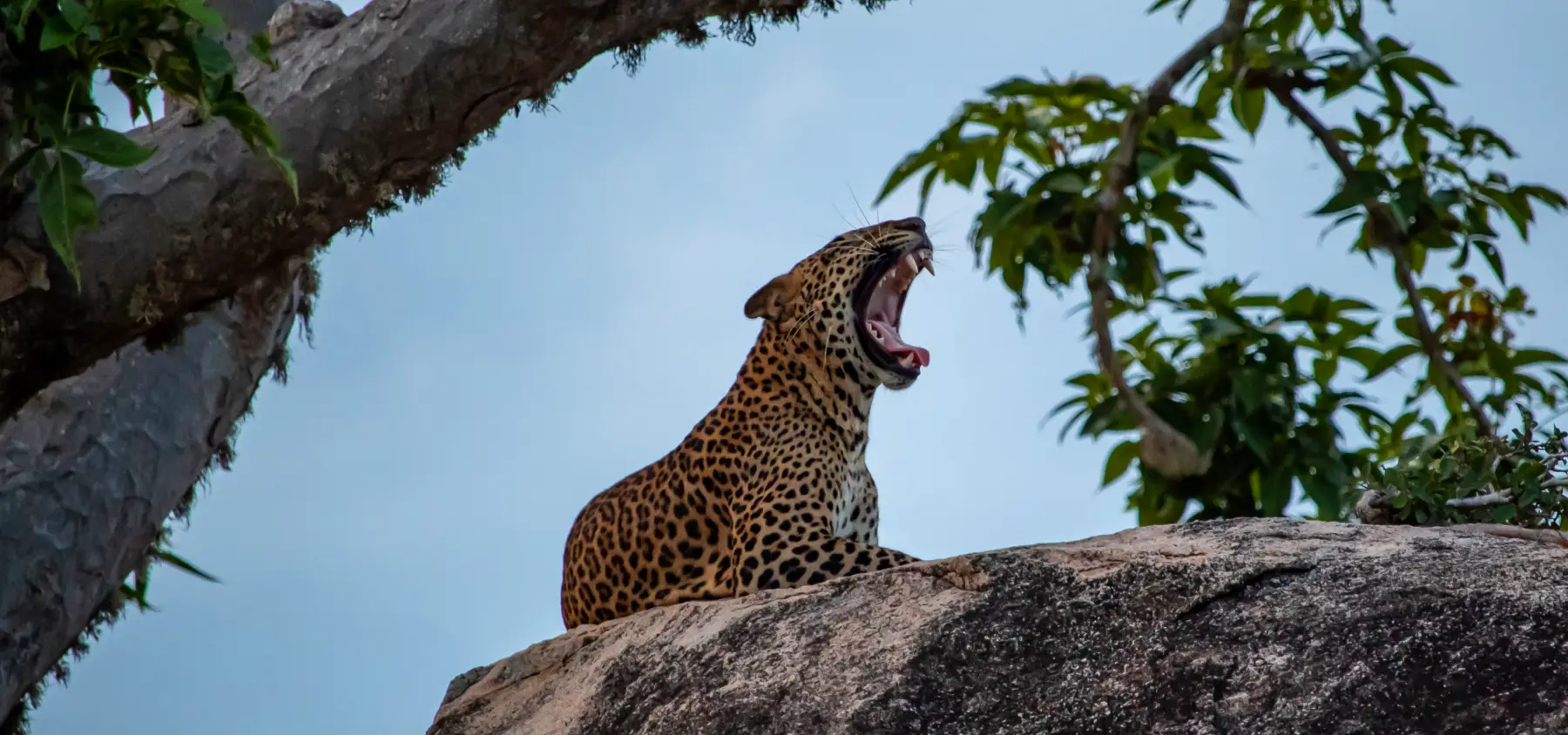 Leopard on a rock