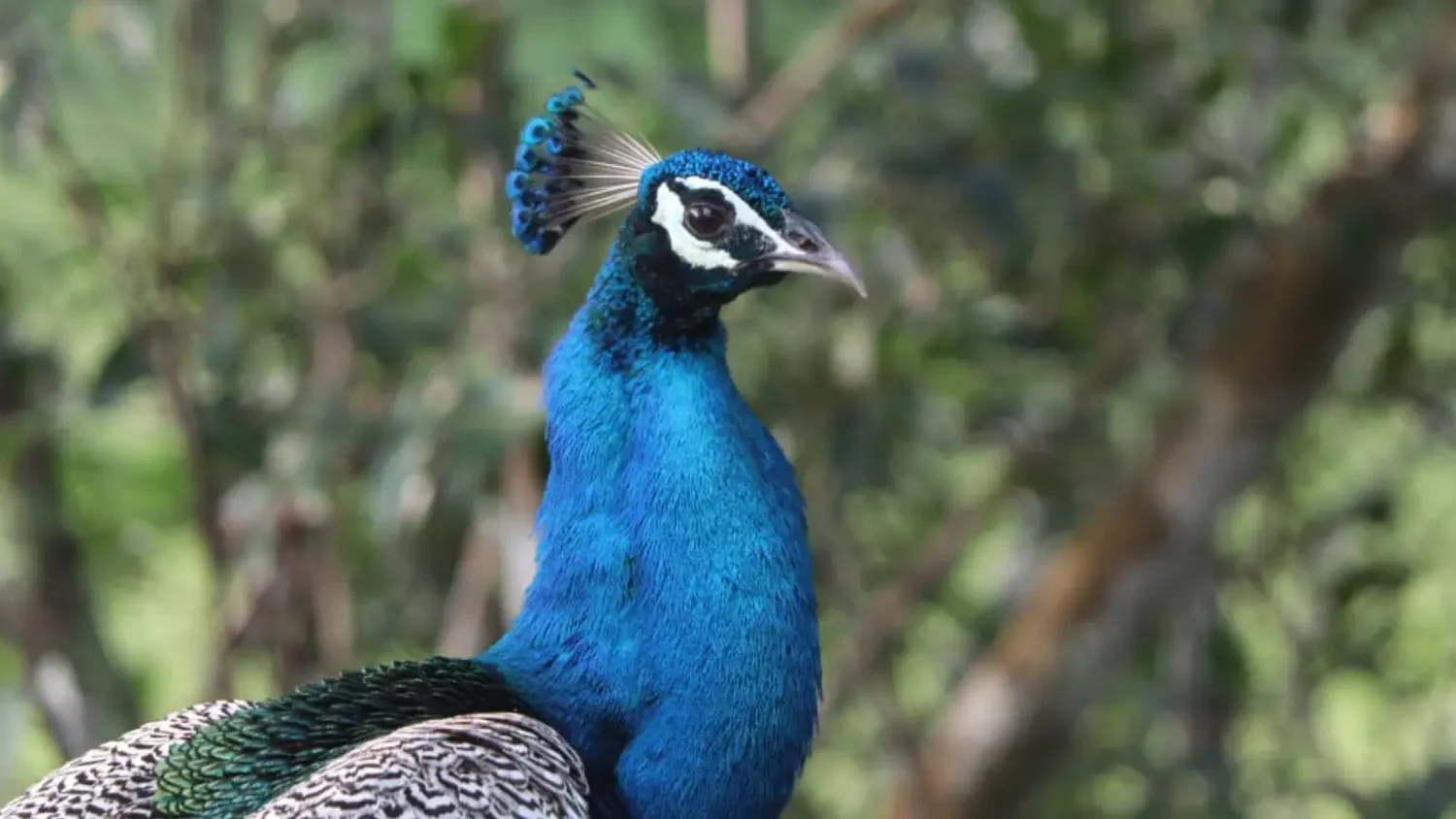 Peacock