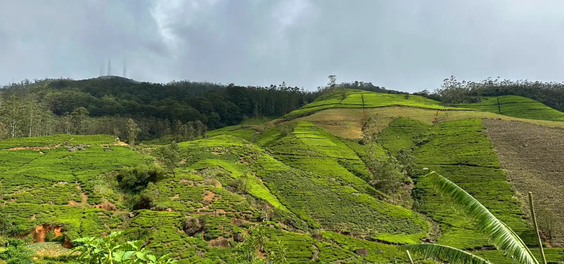 Tea Plantations