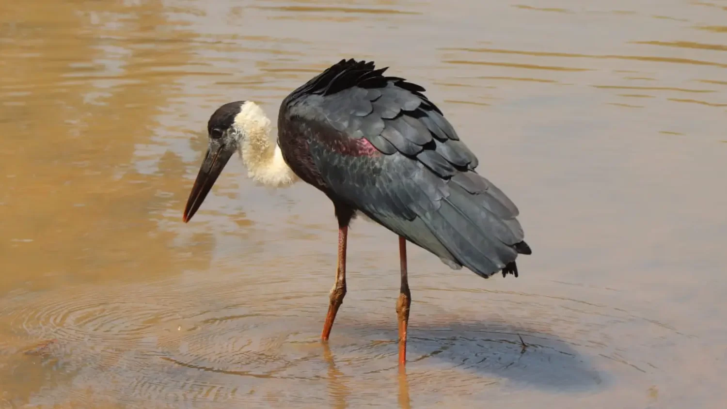 Wooly Stork