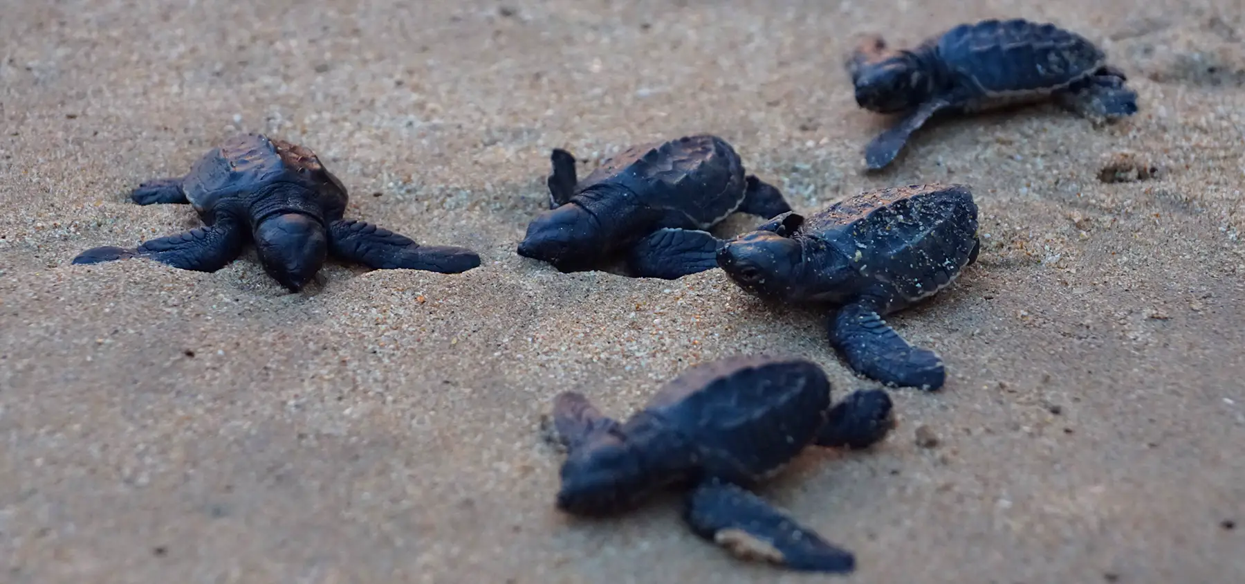 Baby Turtles