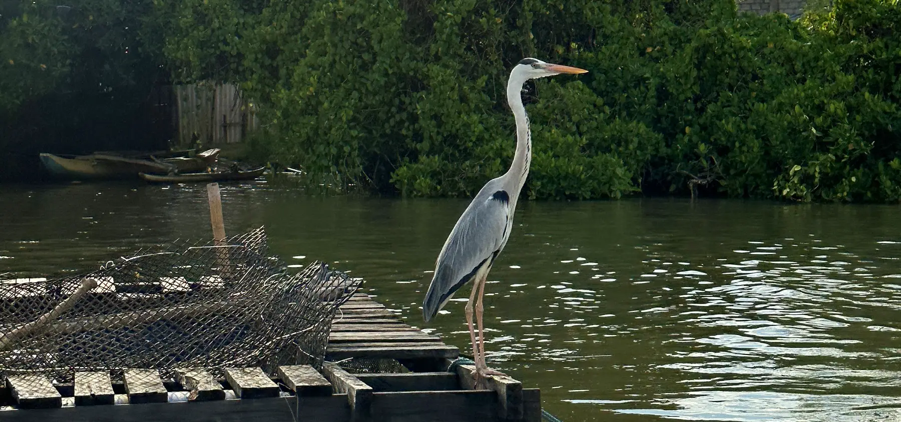 Heron Negombo Lagoon